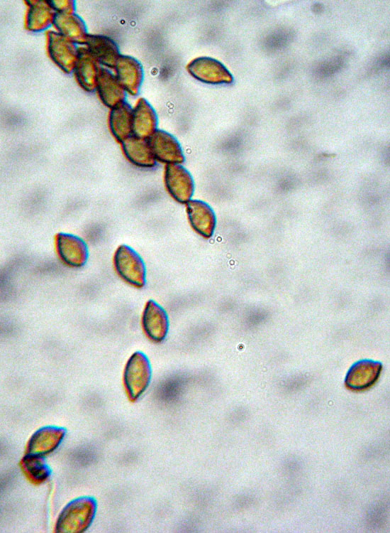 Cortinarius dalle colline reggiane